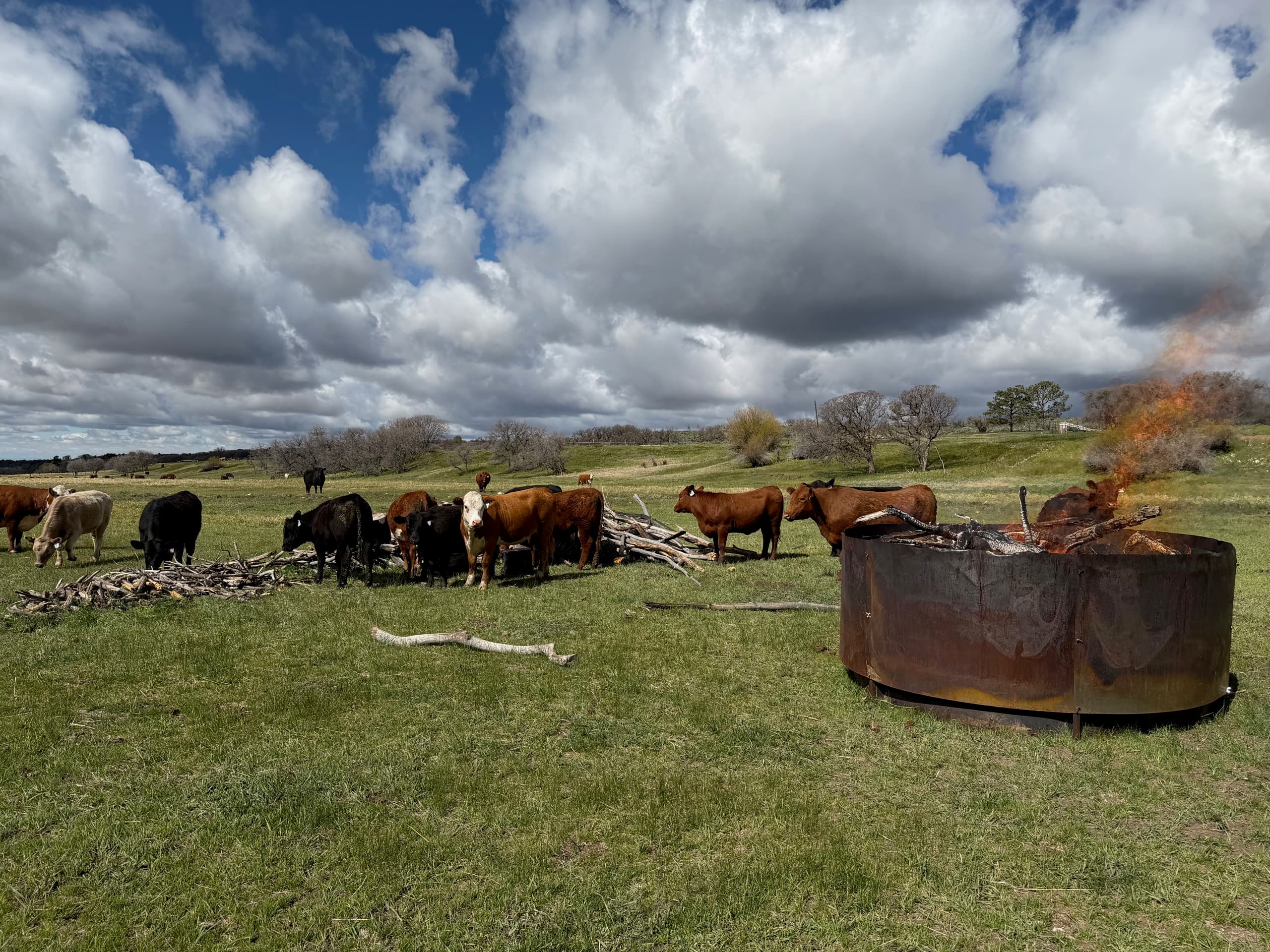 Cattle grazing beside a Gardens of Fire biochar kiln burning in the pasture under a wide Colorado sky