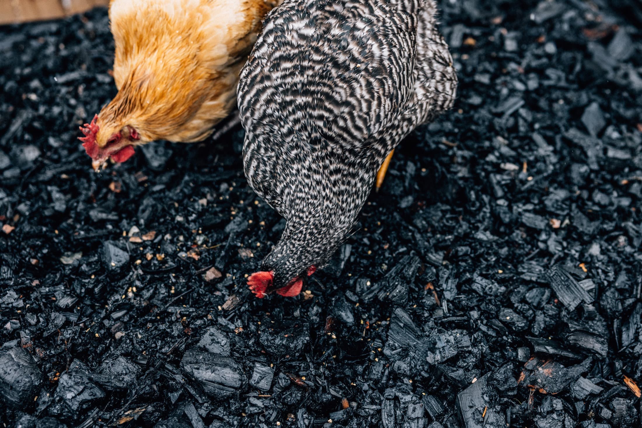 Hens foraging in a bed of fresh biochar, working carbon into living soil